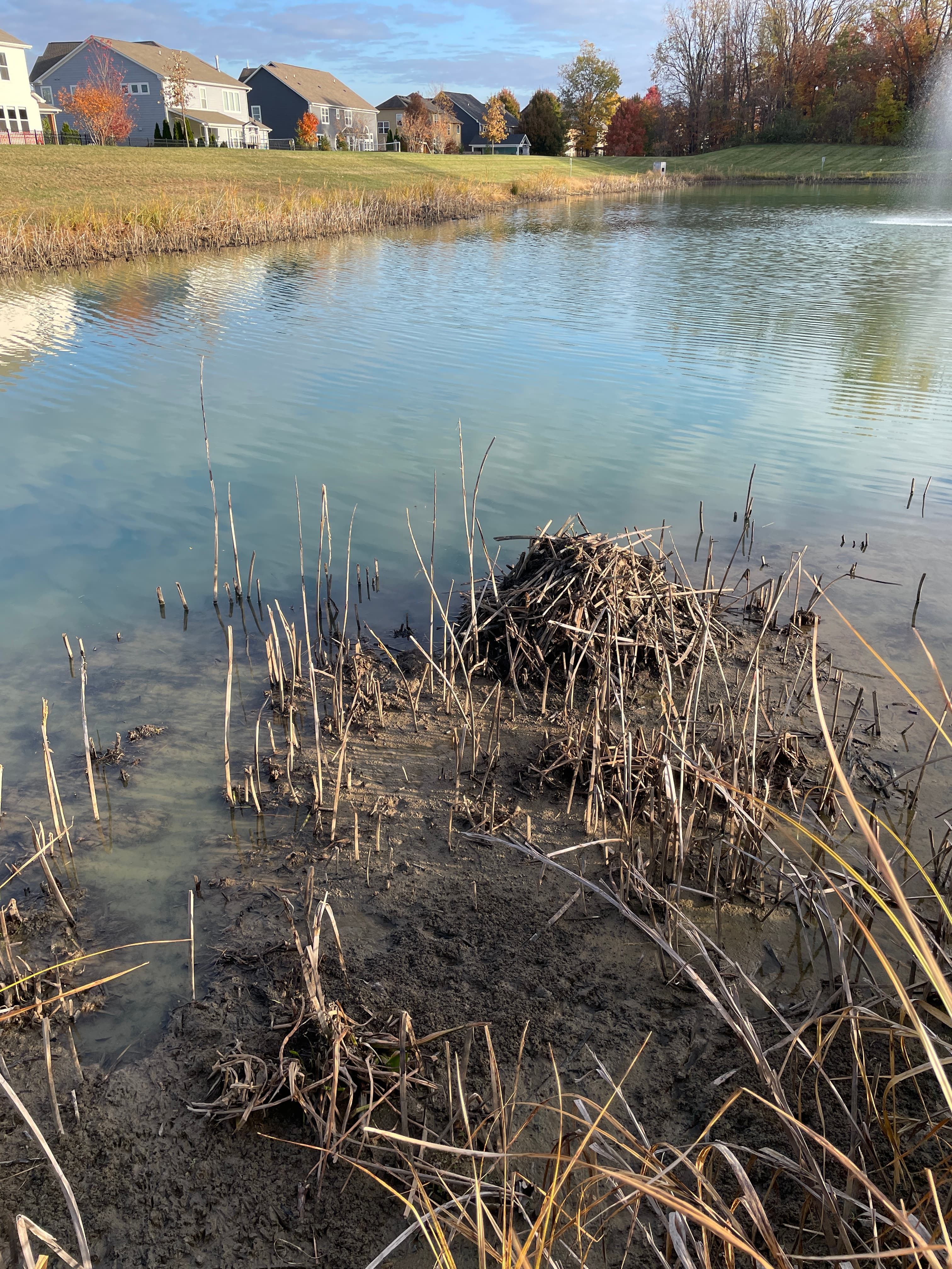 Muskrats, HOAs, and a Backyard Trapline