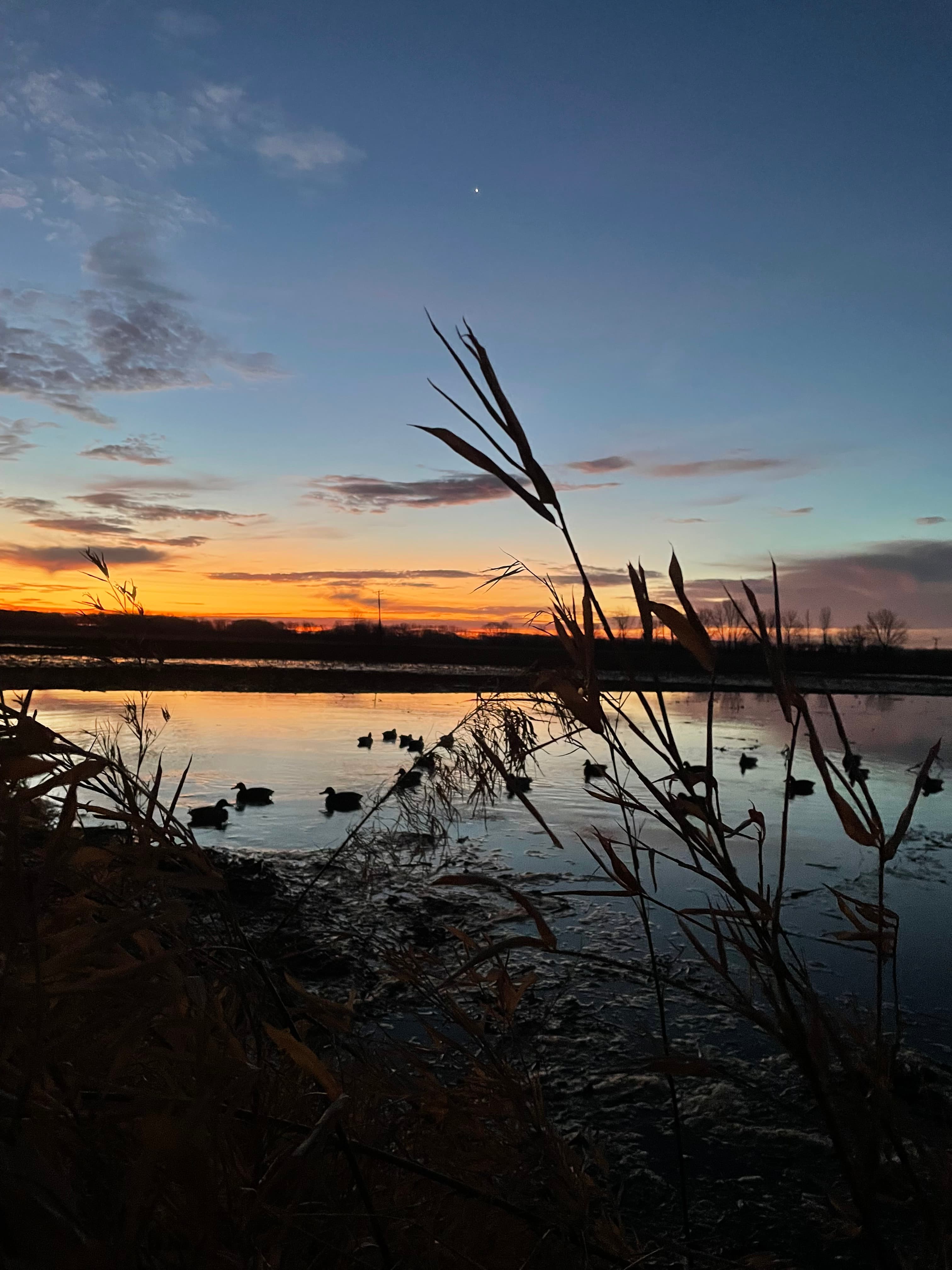 Fewer Birds Over the Wabash: The Science Behind Southwest Indiana’s Duck Decline