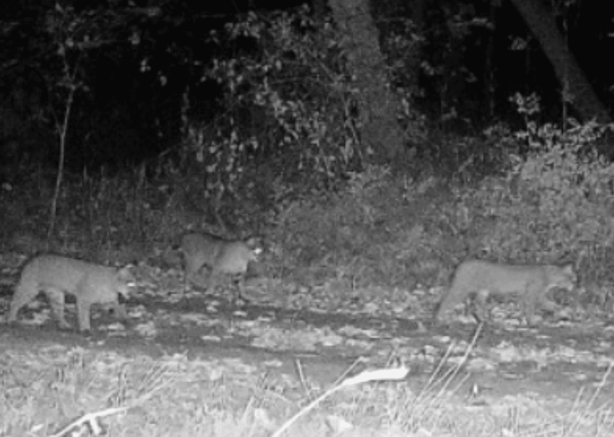 Possible Changes Coming for Indiana Bobcat Season